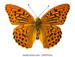 Attēlu rezultāti vaicājumam “Argynnis paphia”