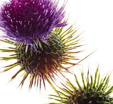 Attēlu rezultāti vaicājumam “Silybum marianum”