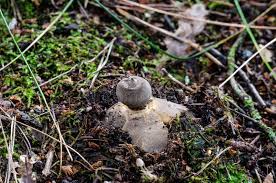 Attēlu rezultāti vaicājumam “Geastrum rufescens”