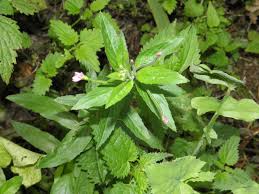 Attēlu rezultāti vaicājumam “Epilobium palustre”