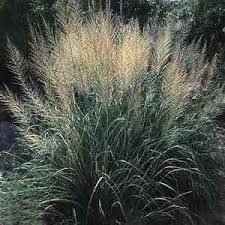 Attēlu rezultāti vaicājumam “Schistidium robustum sporophyte”