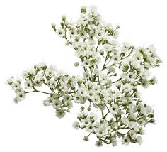 Attēlu rezultāti vaicājumam “Gypsophila paniculata flower”