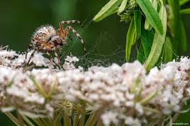 Attēlu rezultāti vaicājumam “Aculepeira ceropegia”