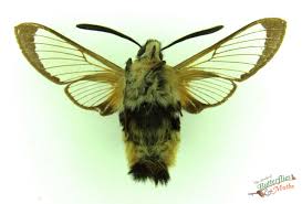 Attēlu rezultāti vaicājumam “Hemaris tityus”