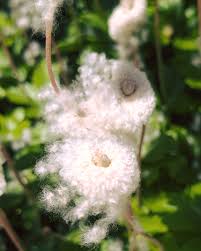Attēlu rezultāti vaicājumam “Anemone sylvestris fruit”