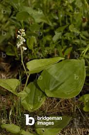 Attēlu rezultāti vaicājumam “Maianthemum bifolium leaf”