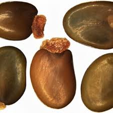 Attēlu rezultāti vaicājumam “Cytisus scoparius fruit”