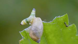 Attēlu rezultāti vaicājumam “Leucochloridium paradoxum”