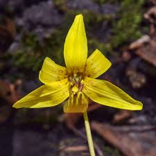 Attēlu rezultāti vaicājumam “Erythronium sibiricum flower”