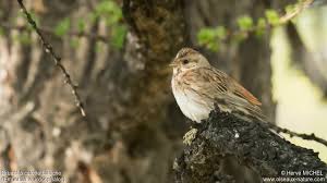Image result for Emberiza leucocephalos