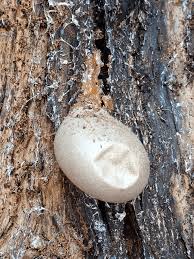 Attēlu rezultāti vaicājumam “Lycogala flavofuscum”