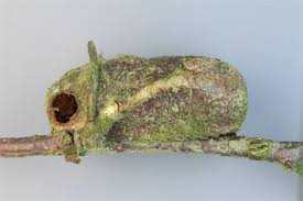 Attēlu rezultāti vaicājumam “Ichneumonidae cocoon”