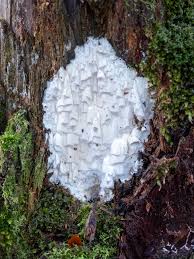 Attēlu rezultāti vaicājumam “Antrodiella”