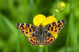 Attēlu rezultāti vaicājumam “Araschnia levana underside”