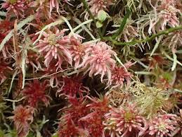 Attēlu rezultāti vaicājumam “Sphagnum quinquefarium”