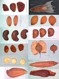 Attēlu rezultāti vaicājumam “Androsace septentrionalis fruit”