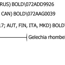 Attēlu rezultāti vaicājumam “Gelechia jakovlevi”