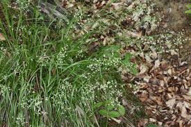 Attēlu rezultāti vaicājumam “Luzula luzuloides”