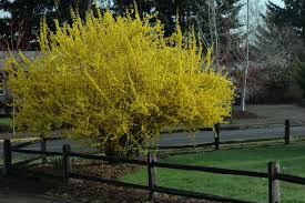 Attēlu rezultāti vaicājumam “Forsythia intermedia”