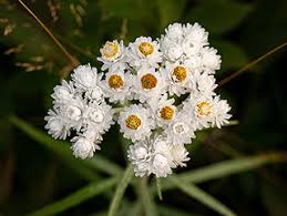 Attēlu rezultāti vaicājumam “Anaphalis margaritacea leaf”