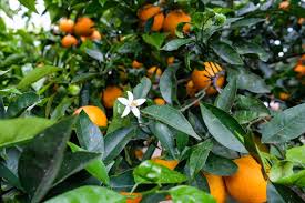 Attēlu rezultāti vaicājumam “Libanotis montana fruit”