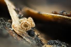 Attēlu rezultāti vaicājumam “Mollisia amenticola”