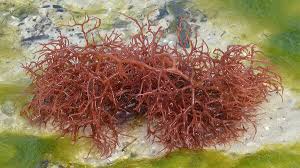 Attēlu rezultāti vaicājumam “Rhodophyta”