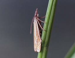 Attēlu rezultāti vaicājumam “Crambus lathoniellus”