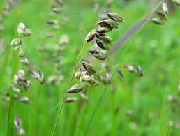 Attēlu rezultāti vaicājumam “Melica nutans”