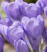 Attēlu rezultāti vaicājumam “Crocus tommasinianus”