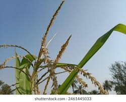 Attēlu rezultāti vaicājumam “Zea mays male flower”