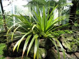 Attēlu rezultāti vaicājumam “Comatricha alta stalked”