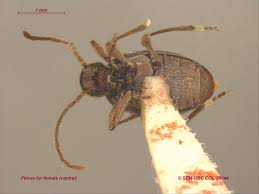 Attēlu rezultāti vaicājumam “Ptinus sp. female”