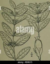 Attēlu rezultāti vaicājumam “Elatinaceae”