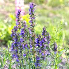 Image result for Ysop