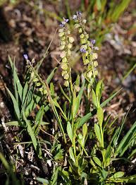 Attēlu rezultāti vaicājumam “Polygala amarella”