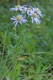 Image result for Aster amellus