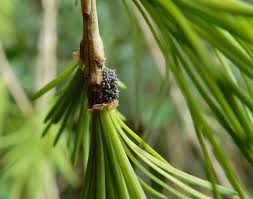 Attēlu rezultāti vaicājumam “Adelges laricis”