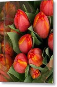 Attēlu rezultāti vaicājumam “Tulipa gesneriana flower”