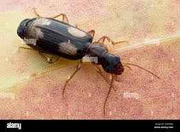 Attēlu rezultāti vaicājumam “Dromius quadrimaculatus”