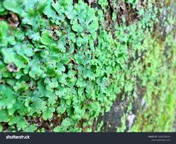 Attēlu rezultāti vaicājumam “Conocephalum”