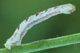 Attēlu rezultāti vaicājumam “Eupithecia satyrata”