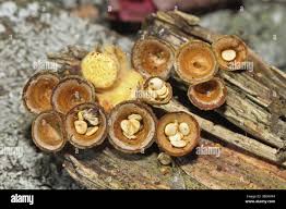 Attēlu rezultāti vaicājumam “Crucibulum laeve”