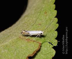 Attēlu rezultāti vaicājumam “Lyonetia clerkella”