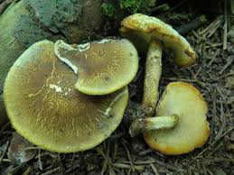 Attēlu rezultāti vaicājumam “Polyporus ciliatus”
