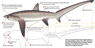 Image result for Alopias superciliosus