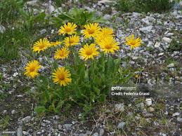 Image result for Inula hirta