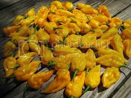 Afbeeldingsresultaat voor yellow fratali hot pepper