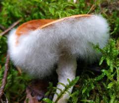 Attēlu rezultāti vaicājumam “Hypomyces armeniacus”