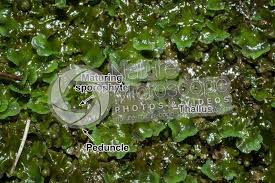 Attēlu rezultāti vaicājumam “sporophyte”